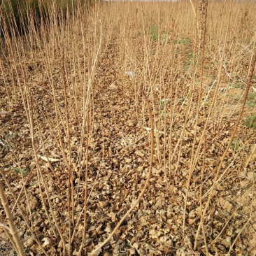 五角枫小苗绿化荒山造林量大可以从优发货成活率高