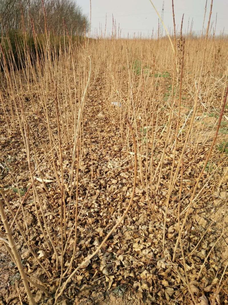 五角枫小苗绿化荒山造林量大可以从优发货成活率高