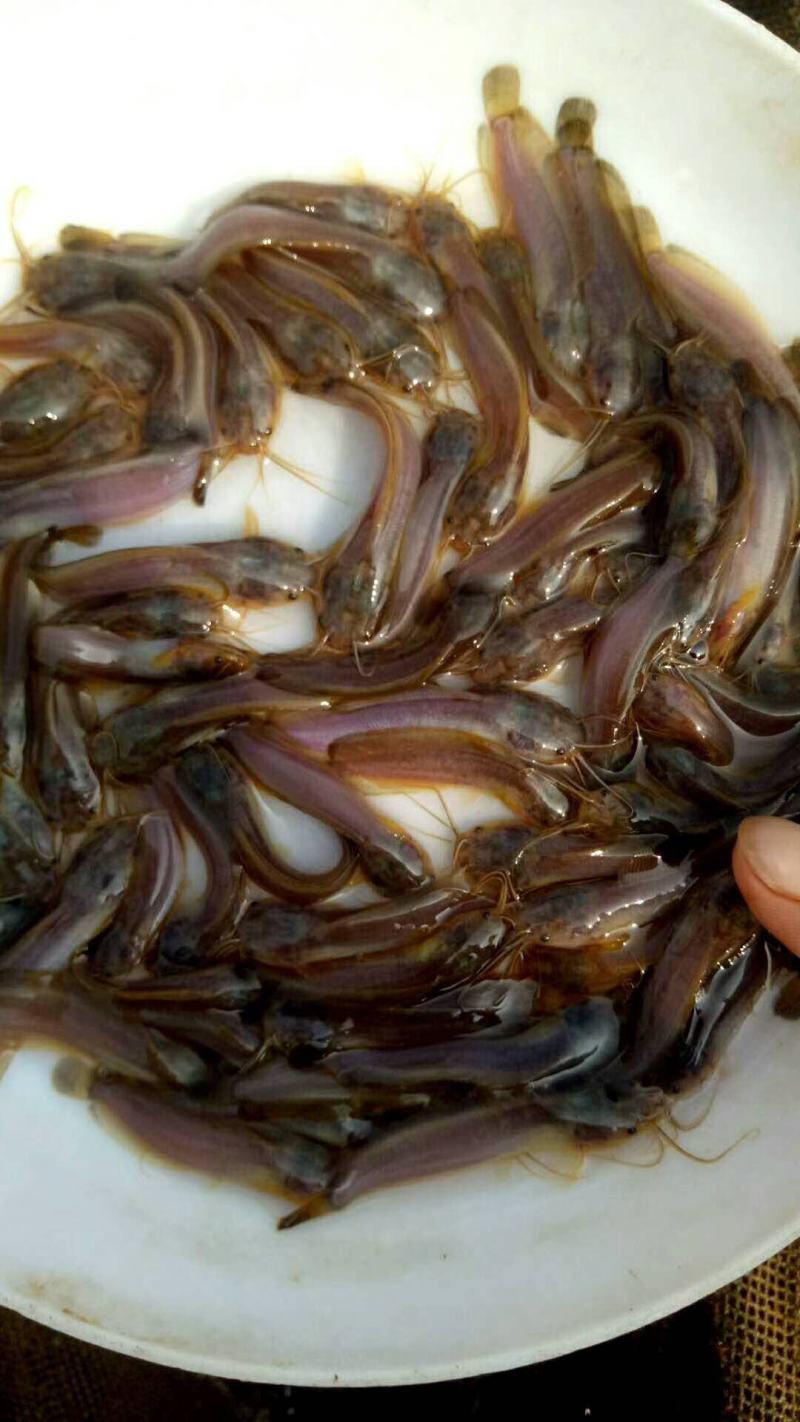塘角鱼、土塘鲺、土滑哥、胡子鲶鱼苗，快大易养殖的品种