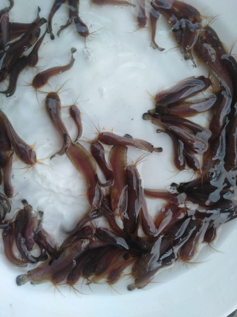 塘角鱼、土塘鲺、土滑哥、胡子鲶鱼苗，快大易养殖的品种