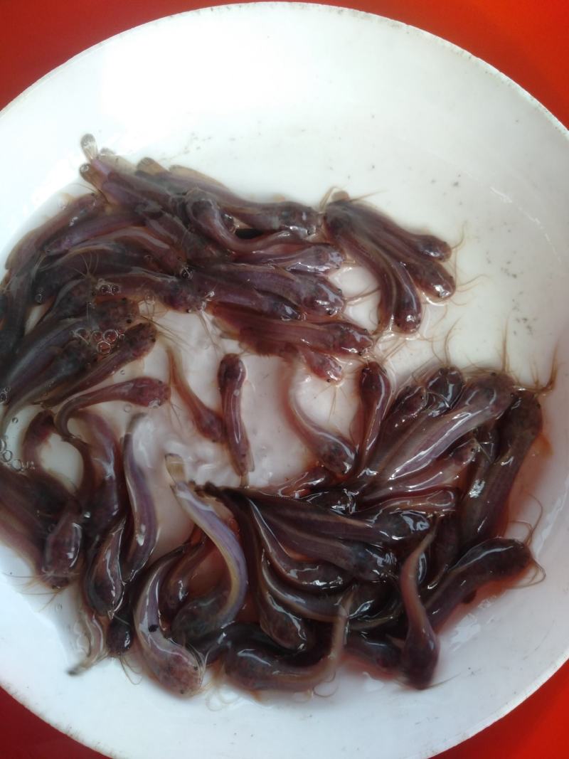 塘角鱼、土塘鲺、土滑哥、胡子鲶鱼苗，快大易养殖的品种