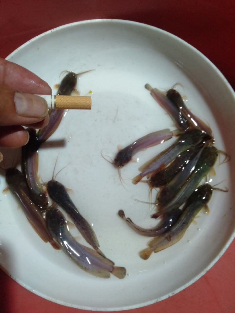 塘角鱼、土塘鲺、土滑哥、胡子鲶鱼苗，快大易养殖的品种