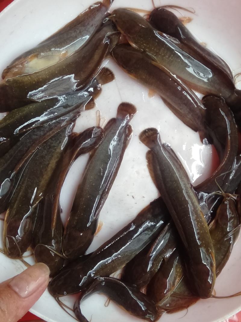塘角鱼、土塘鲺、土滑哥、胡子鲶鱼苗，快大易养殖的品种