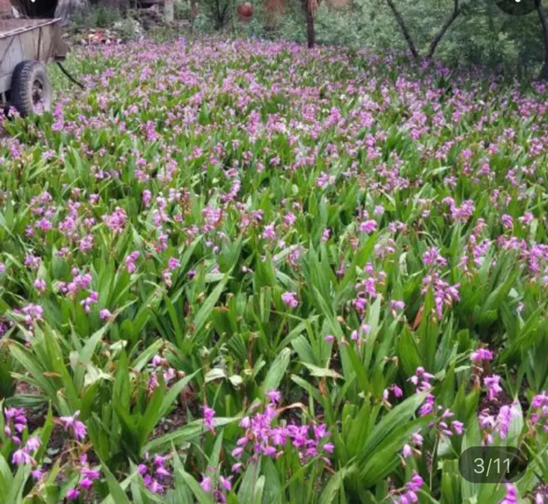 白芨批发量大从优精品之选一手货源保障