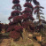 漳州红花继木桩批发福建红花继木桩种植基地