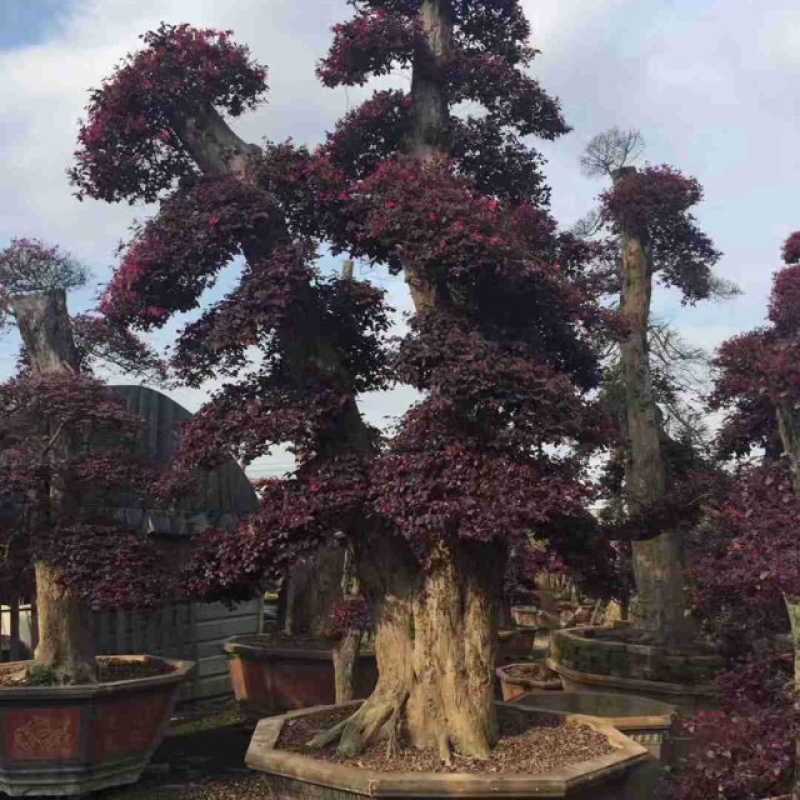 漳州红花继木桩批发福建红花继木桩种植基地