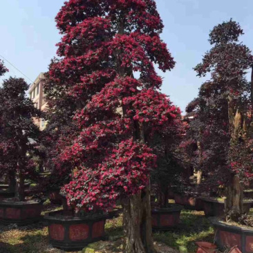 漳州红花继木桩批发福建红花继木桩种植基地