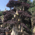 漳州红花继木桩批发福建红花继木桩种植基地