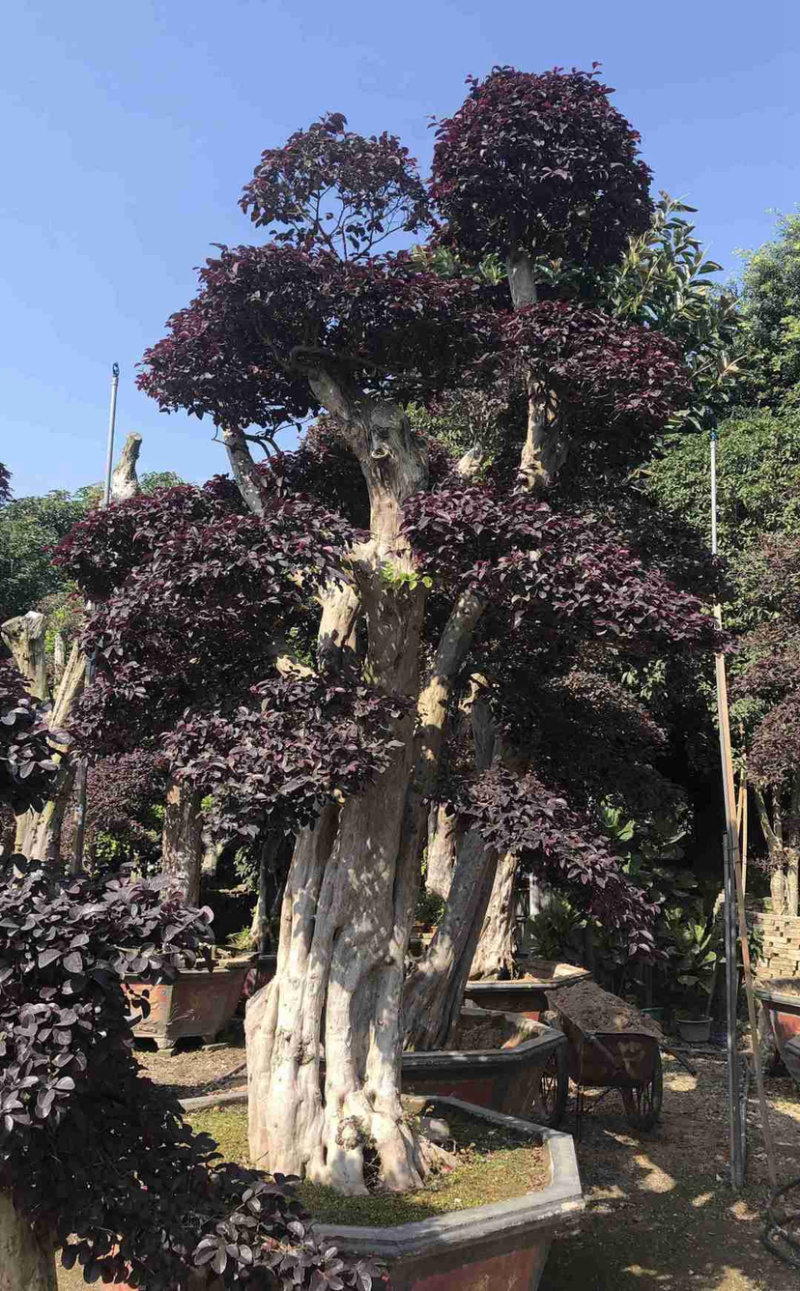 漳州红花继木桩批发福建红花继木桩种植基地