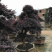 漳州红花继木桩批发福建红花继木桩种植基地