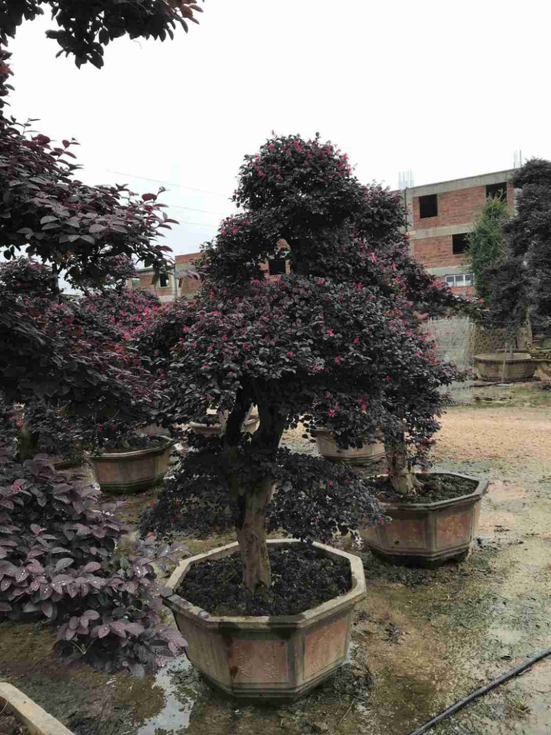 漳州红花继木桩批发福建红花继木桩种植基地