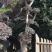 漳州红花继木桩批发福建红花继木桩种植基地
