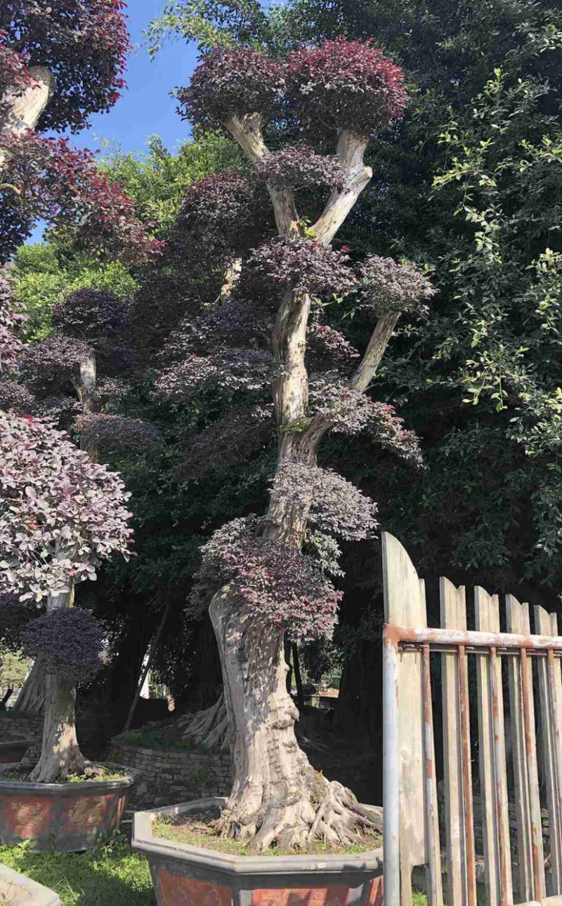 漳州红花继木桩批发福建红花继木桩种植基地
