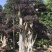 漳州红花继木桩批发福建红花继木桩种植基地