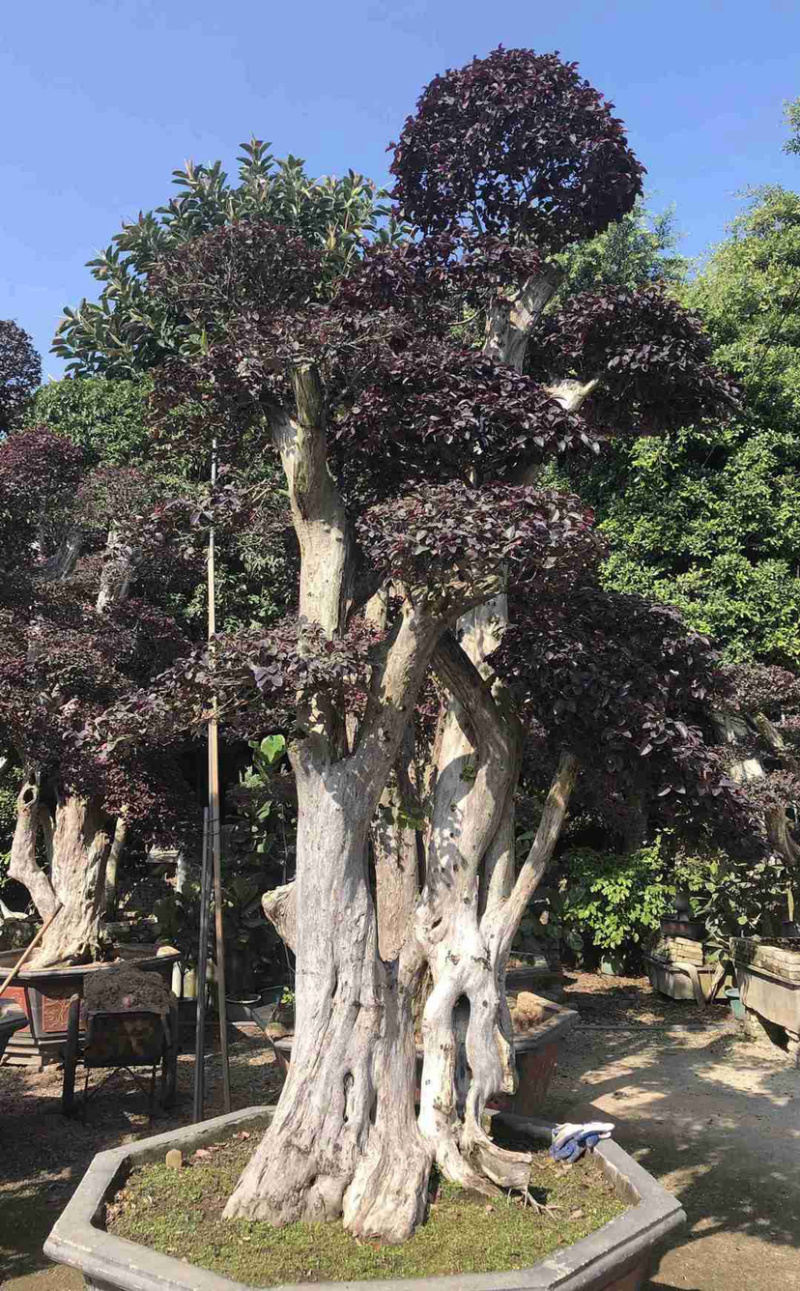 漳州红花继木桩批发福建红花继木桩种植基地