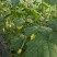 本地新茬鲜花丝瓜，早五点供应。#横溪#咸祥#五乡