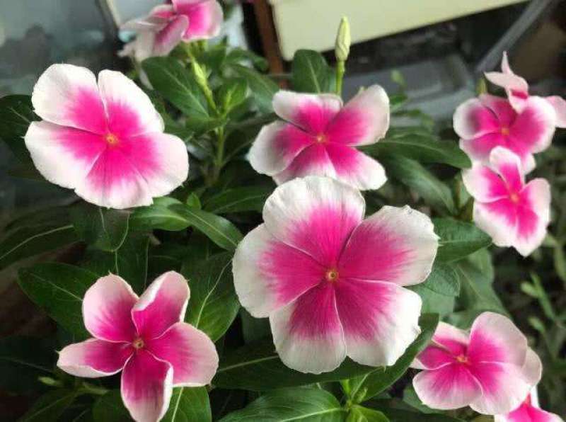 长春花种子日日春四季开花耐热耐旱易种活室内阳台盆栽庭院花