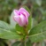 长春花种子日日春四季开花耐热耐旱易种活室内阳台盆栽庭院花