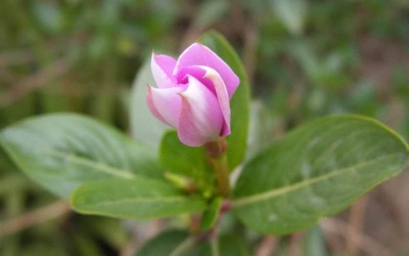 长春花种子日日春四季开花耐热耐旱易种活室内阳台盆栽庭院花