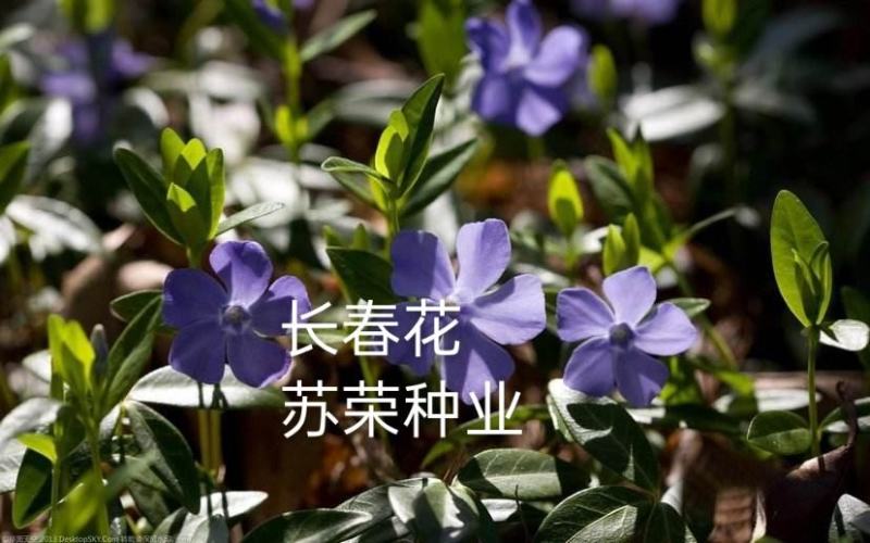 长春花种子日日春四季开花耐热耐旱易种活室内阳台盆栽庭院花