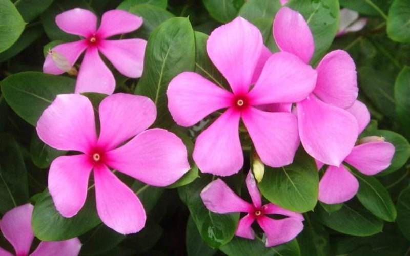 长春花种子日日春四季开花耐热耐旱易种活室内阳台盆栽庭院花