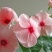 长春花种子日日春四季开花耐热耐旱易种活室内阳台盆栽庭院花