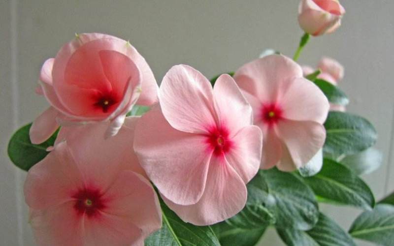 长春花种子日日春四季开花耐热耐旱易种活室内阳台盆栽庭院花
