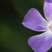长春花种子日日春四季开花耐热耐旱易种活室内阳台盆栽庭院花
