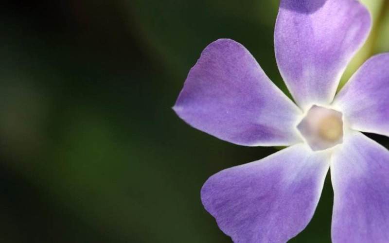 长春花种子日日春四季开花耐热耐旱易种活室内阳台盆栽庭院花