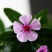 长春花种子日日春四季开花耐热耐旱易种活室内阳台盆栽庭院花