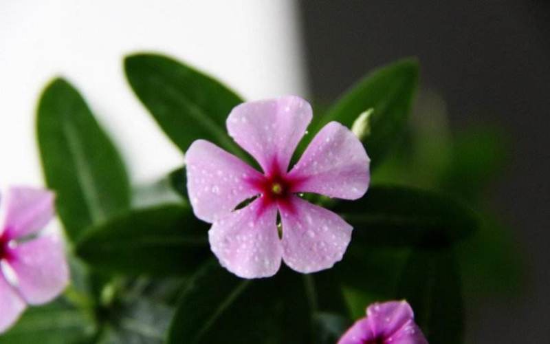 长春花种子日日春四季开花耐热耐旱易种活室内阳台盆栽庭院花