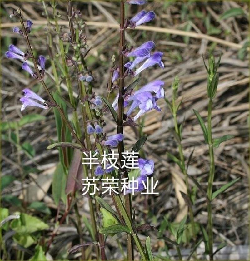 半枝莲种子野生半枝莲种子韩信草半边莲苗野生的半支莲