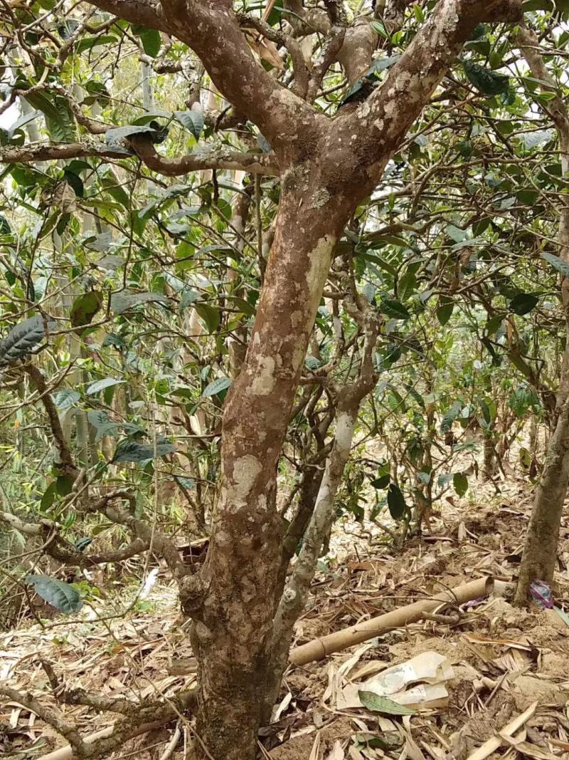 百年古树茶大量出售纯手工无添加