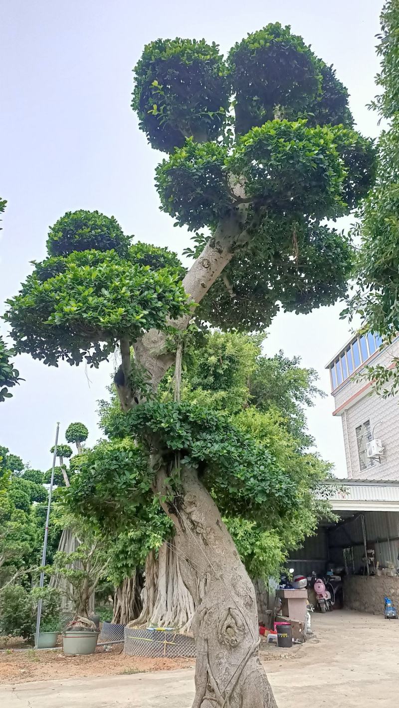 嫁接造型金钱榕树桩景，5米高造型小叶榕桩头，单杆造型榕桩