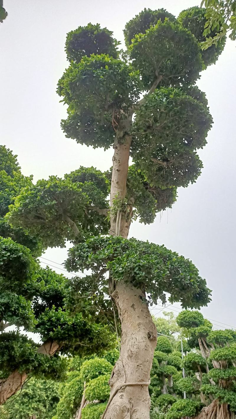 嫁接造型金钱榕树桩景，5米高造型小叶榕桩头，单杆造型榕桩