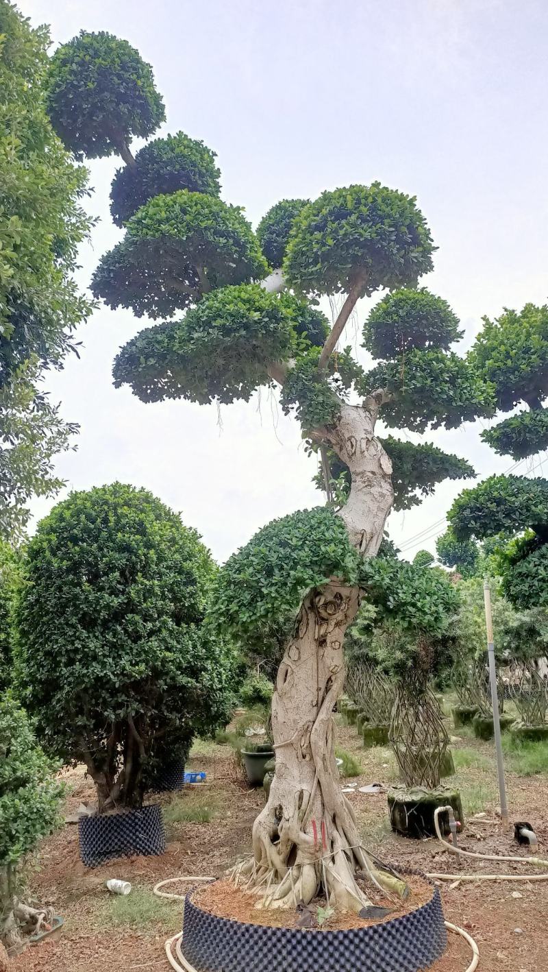 嫁接造型金钱榕树桩景，5米高造型小叶榕桩头，单杆造型榕桩