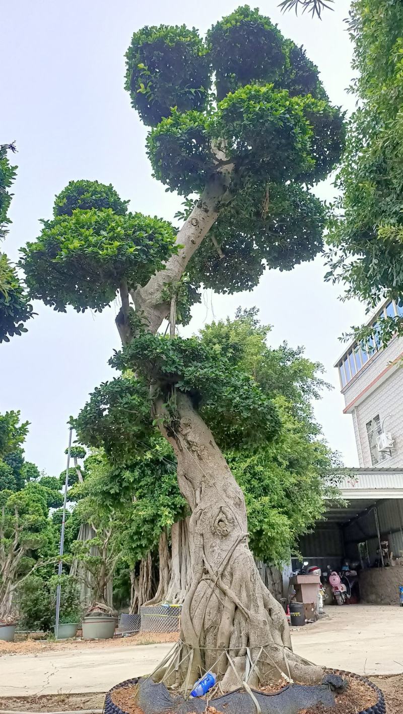 嫁接造型金钱榕树桩景，5米高造型小叶榕桩头，单杆造型榕桩