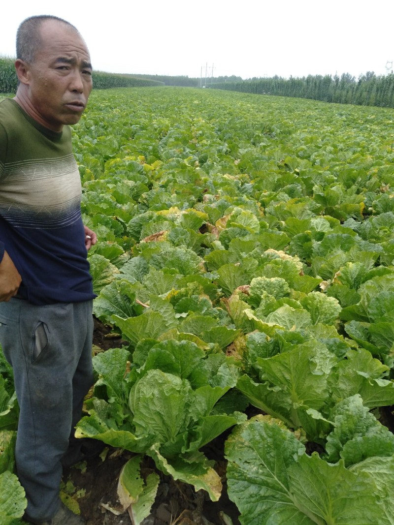 东北大白菜有需要东北大白菜联系我