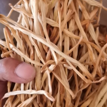 【巨划算】黄花菜现货常年有货产地直发质量有保证