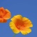 花菱草种子四季种易活花种子耐寒多年生宿根花籽庭院室外阳台