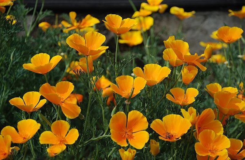 花菱草种子四季种易活花种子耐寒多年生宿根花籽庭院室外阳台