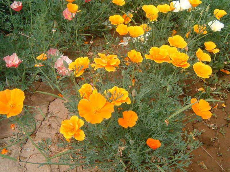 花菱草种子四季种易活花种子耐寒多年生宿根花籽庭院室外阳台