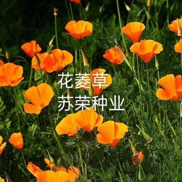 花菱草种子四季种易活花种子耐寒多年生宿根花籽庭院室外阳台