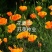 花菱草种子四季种易活花种子耐寒多年生宿根花籽庭院室外阳台