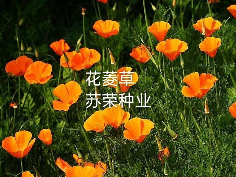 花菱草种子四季种易活花种子耐寒多年生宿根花籽庭院室外阳台