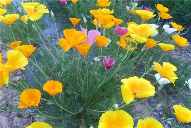 花菱草种子四季种易活花种子耐寒多年生宿根花籽庭院室外阳台