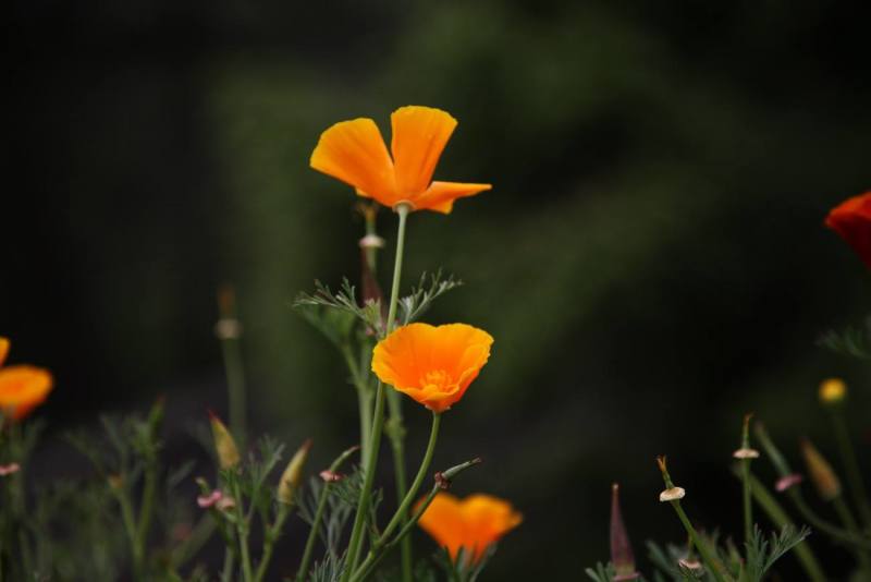 花菱草种子四季种易活花种子耐寒多年生宿根花籽庭院室外阳台