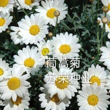 茼蒿菊种子木茼蒿多年生宿根花草种子木春菊种子景观花海易种