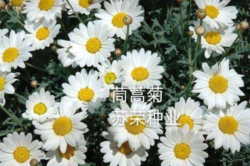 茼蒿菊种子木茼蒿多年生宿根花草种子木春菊种子景观花海易种