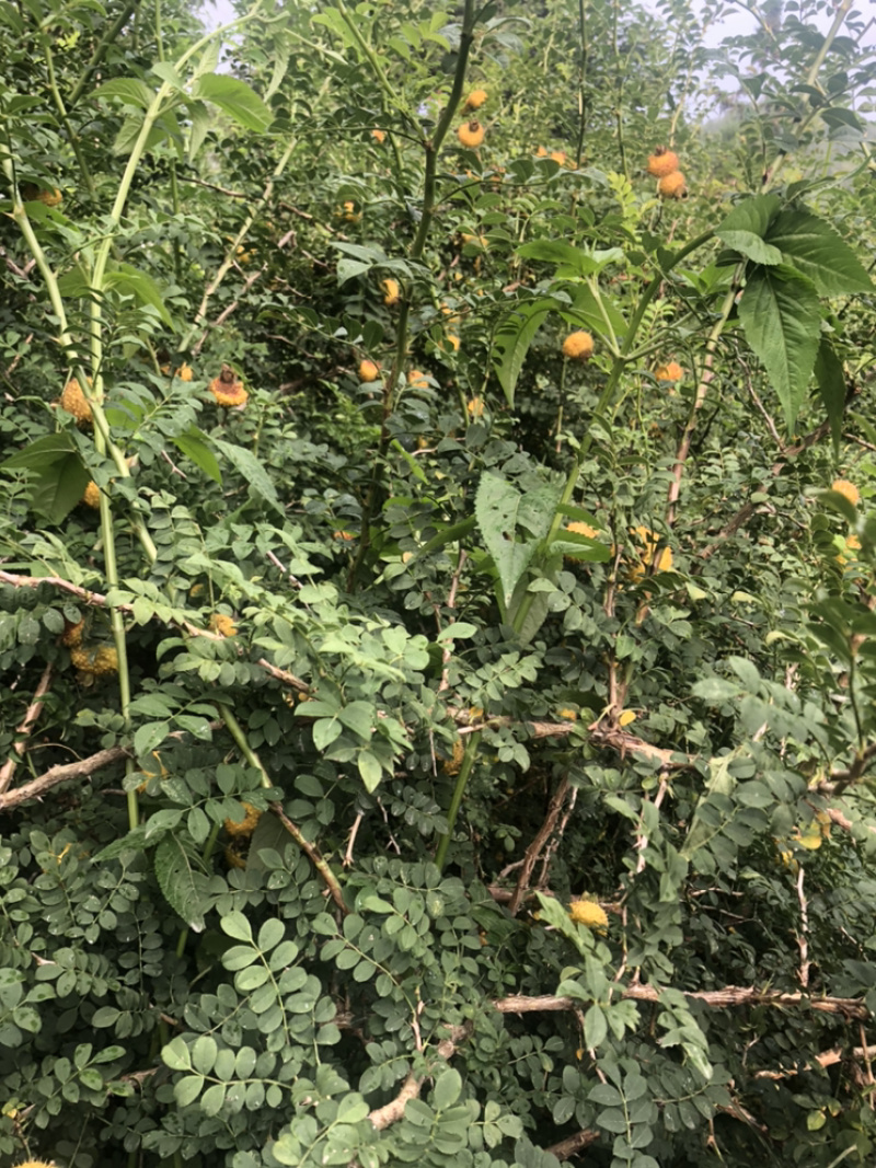 新鲜刺梨大量上市，有需要的看过来